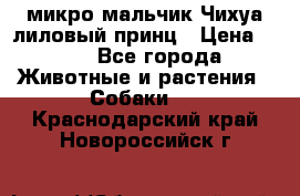 микро мальчик Чихуа лиловый принц › Цена ­ 90 - Все города Животные и растения » Собаки   . Краснодарский край,Новороссийск г.